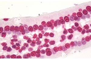 Image no. 5 for anti-Histone Cluster 1, H3d (HIST1H3D) (AA 1-61) antibody (ABIN1498666) (HIST1H3D Antikörper  (AA 1-61))