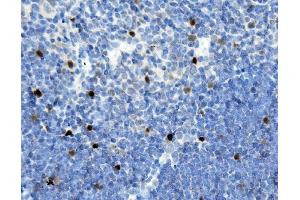 IHC analysis of MAFA using anti-MAFA antibody (ABIN7602623). (MAFA Antikörper  (AA 9-308))