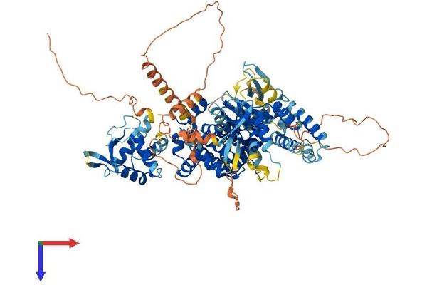 GFR Protein (AA 1-814) (His tag)