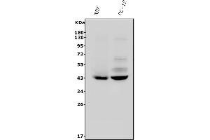 Western blot analysis of P2Y14/P2ry14 using anti-P2Y14/P2ry14 antibody (ABIN7600262).