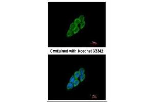 Immunofluorescence (IF) image for anti-Latent Transforming Growth Factor beta Binding Protein 4 (LTBP4) (N-Term) antibody (ABIN2855142)