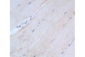 Used in DAB staining on fromalin fixed paraffin- embedded Kidney tissue (HSF4 Antikörper  (AA 91-407))