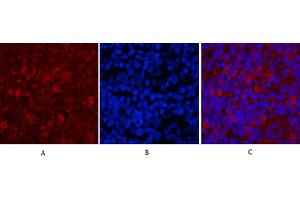 Immunofluorescence analysis of rat spleen tissue. (Caspase 9 Antikörper)