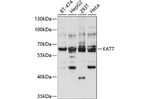 Western blot analysis of extracts of various cell lines, using K antibody (ABIN6128005, ABIN6142689, ABIN6142690 and ABIN6221516) at 1:1000 dilution. (MYST2 Antikörper  (AA 55-193))