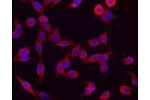 Immunofluorescence (IF) image for anti-Keratin 1 (KRT1) antibody (ABIN2664915) (Cytokeratin 1 Antikörper)