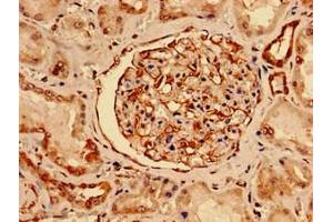 Immunocytochemistry analysis of human kidney tissue using ABIN7161179 at dilution of 1:100 (Nestin Antikörper  (AA 1321-1569))