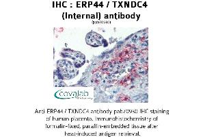 Image no. 1 for anti-Endoplasmic Reticulum Protein 44 (ERP44) (Internal Region) antibody (ABIN1734141) (ERP44 Antikörper  (Internal Region))