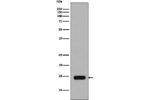 Western blot analysis of Phospho-Histone H2A (S129) expression in Saccharomyces cerevisiae treated with Methyl methanesulfonate.