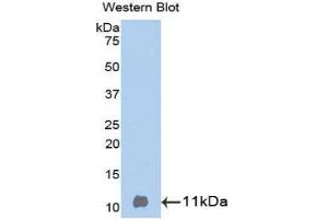 Western Blotting (WB) image for anti-Betacellulin (BTC) (AA 32-111) antibody (ABIN3209302) (Betacellulin Antikörper  (AA 32-111))