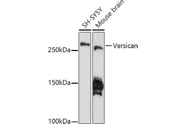 Versican Antikörper