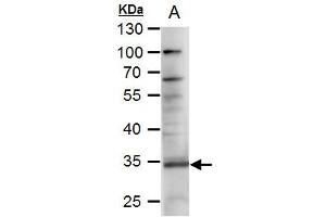 WB Image RANKL antibody [C2C3], C-term detects RANKL protein by western blot analysis. (RANKL Antikörper  (C-Term))
