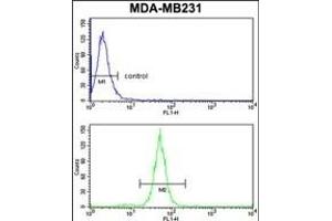 TGOLN2 Antibody (C-term) (ABIN652902 and ABIN2842582) flow cytometry analysis of MDA-M cells (bottom histogram) compared to a negative control cell (top histogram).