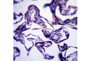 Immunohistochemistry (IHC) image for anti-Leptin (LEP) (AA 8-37) antibody (ABIN3031600)