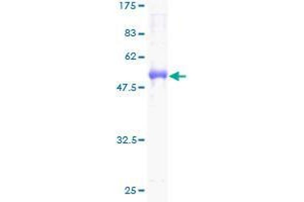 Elastase 3B Protein (AA 19-270) (GST tag)