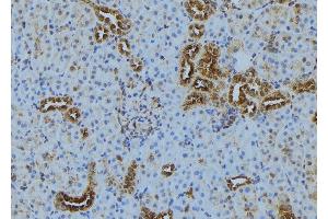 ABIN6272889 at 1/100 staining Mouse kidney tissue by IHC-P. (TOM70 Antikörper  (C-Term))