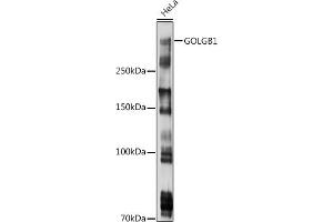 Western blot analysis of extracts of HeLa cells, using GOLGB1 antibody (ABIN7267498) at 1:1000 dilution. (Golgin B1 (GOLGB1) Antikörper)