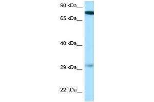 WB Suggested Anti-Gucy1b3 Antibody Titration: 1. (GUCY1B3 Antikörper  (N-Term))
