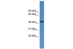 GLUL antibody used at 0. (GLUL Antikörper  (C-Term))