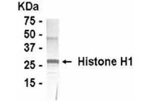 Western Blotting (WB) image for anti-Histone H1 (full length) antibody (ABIN2467832) (Histone H1 Antikörper  (full length))