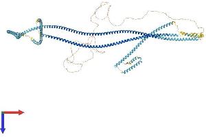 CCDC40 Protein (AA 1-1142) (His tag)