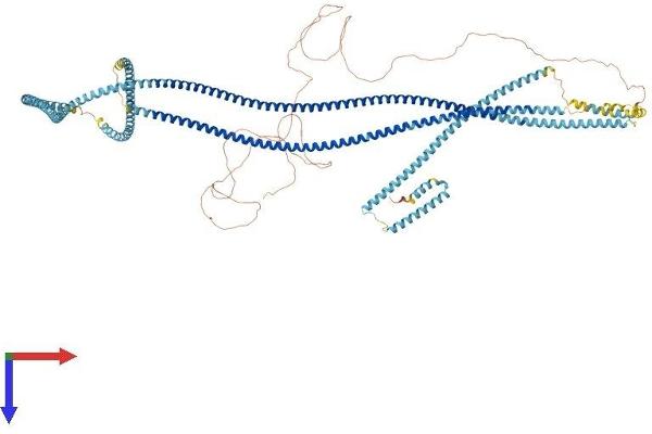 CCDC40 Protein (AA 1-1142) (His tag)