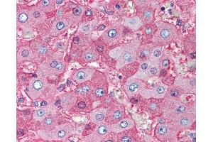 Anti-Serum Albumin antibody IHC of human liver. (Albumin Antikörper)