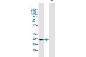 Western Blot analysis of CENPM expression in transfected 293T cell line by CENPM MaxPab polyclonal antibody. (CENPM Antikörper  (AA 1-180))