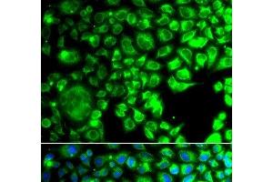 Immunofluorescence analysis of A549 cells using TBPL1 Polyclonal Antibody (TBPL1 Antikörper)