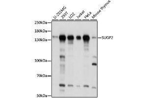 Western blot analysis of extracts of various cell lines, using SUGP2 antibody. (SFRS14 Antikörper)