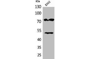 Western Blot analysis of K562 cells using HDC Polyclonal Antibody (HDC Antikörper  (Internal Region))