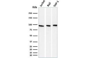 Western Blot Analysis of Jurkat, Raji, and THP-1 cell lysate using CD71 Mouse Monoclonal antibody (DF1513). (Transferrin Receptor Antikörper)