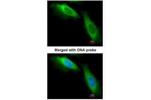 ICC/IF Image Immunofluorescence analysis of paraformaldehyde-fixed HeLa, using EF-1-beta2, antibody at 1:200 dilution. (EEF1B2 Antikörper)