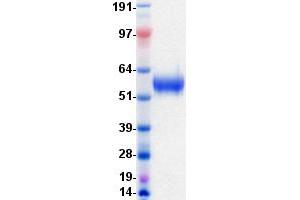 Western Blotting (WB) image for Discoidin Domain Receptor tyrosine Kinase 1 (DDR1) protein (DYKDDDDK-His Tag) (ABIN2713454)