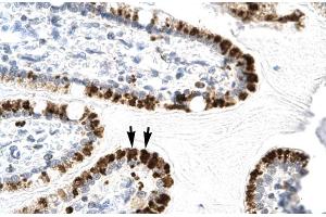 Human Intestine (E2F4 Antikörper  (C-Term))