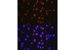Immunofluorescence (IF) image for anti-Histone Deacetylase 2 (HDAC2) antibody (ABIN7267708)