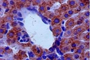 Immunohistochemistry of paraffin-embedded mouse liver tissue using ABIN7143989 at dilution of 1:50 (Monoamine Oxidase B Antikörper  (AA 2-489))
