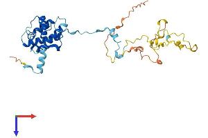 CNN1 Protein (AA 1-297) (His tag)
