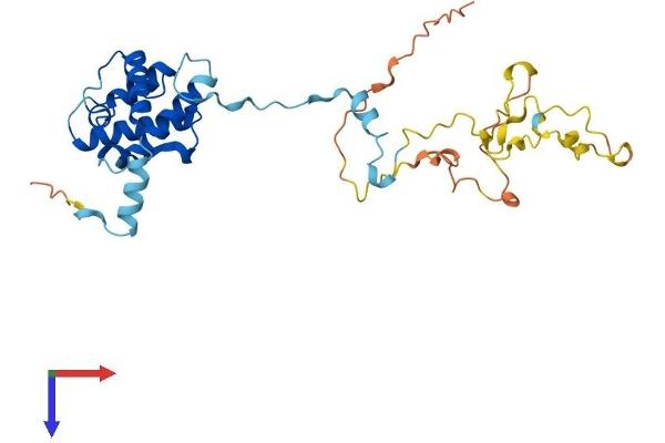 CNN1 Protein (AA 1-297) (His tag)