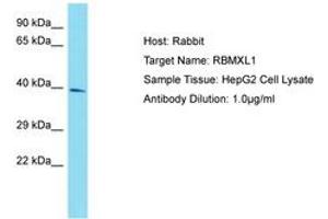 Image no. 1 for anti-RNA Binding Motif Protein, X-Linked-Like 1 (RBMXL1) (AA 183-232) antibody (ABIN6750820) (RBMXL1 Antikörper  (AA 183-232))