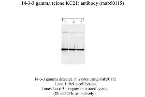Image no. 2 for anti-14-3-3 gamma (YWHAG1) (N-Term) antibody (ABIN1721844) (14-3-3 gamma Antikörper  (N-Term))