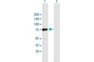 Western Blot analysis of ZSCAN18 expression in transfected 293T cell line by ZSCAN18 MaxPab polyclonal antibody.