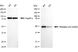 Western blotting analysis using phospho-p53 (S392) antibody (ABIN7800681). (Rekombinanter p53 Antikörper  (pSer392))
