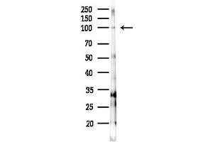Western blot analysis of lysates from RAW264.