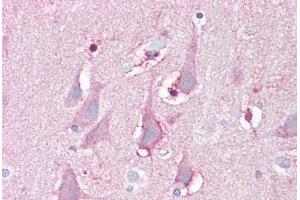 Anti-FBXL16 antibody IHC staining of human brain, cortex. (FBXL16 Antikörper  (C-Term))