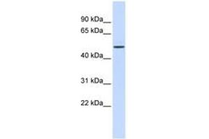 Image no. 1 for anti-ELK4, ETS-Domain Protein (SRF Accessory Protein 1) (ELK4) (AA 108-157) antibody (ABIN6742479)