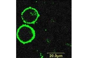 Immunocytochemistry (ICC) image for anti-Purinergic Receptor P2X, Ligand-Gated Ion Channel, 7 (P2RX7) (AA 136-152), (Extracellular) antibody (FITC) (ABIN7043580)