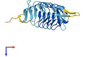 DCTN5 Protein (AA 1-182) (His tag)
