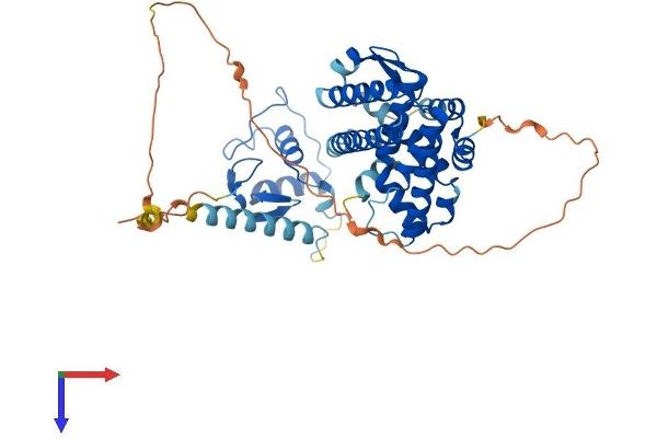 NR5A1 Protein (AA 1-461) (His tag)