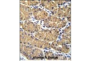 VSIG1 Antibody (C-term) (ABIN655866 and ABIN2845272) immunohistochemistry analysis in formalin fixed and paraffin embedded human stomach tissue followed by peroxidase conjugation of the secondary antibody and DAB staining. (VSIG1 Antikörper  (C-Term))