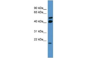 WB Suggested Anti-RERG Antibody Titration: 0.